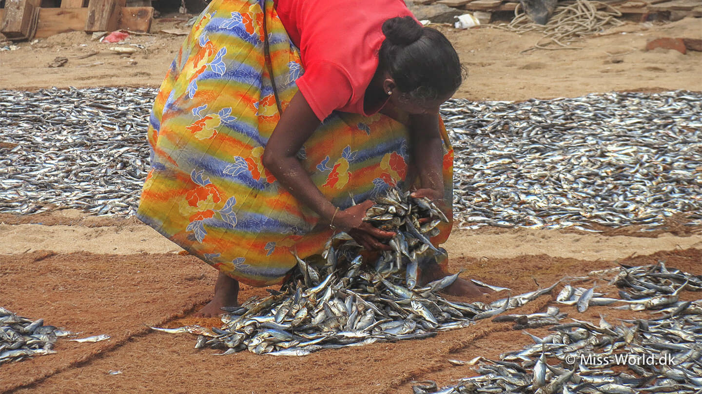 fiskemarkedet i negombo