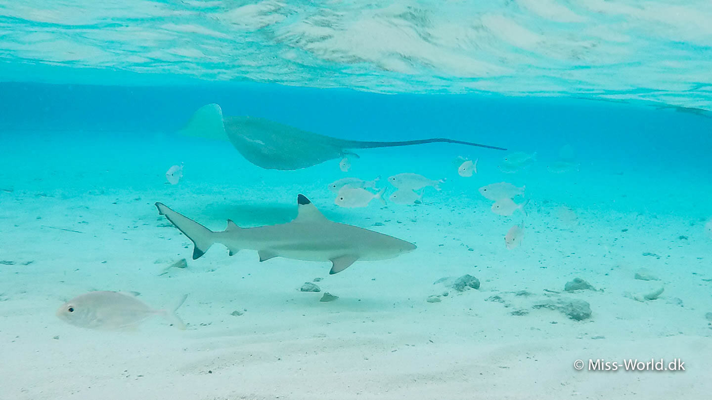 er der hajer på maldiverne