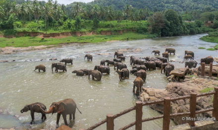 Pinnawala Elephant Orphanage i Sri Lanka
