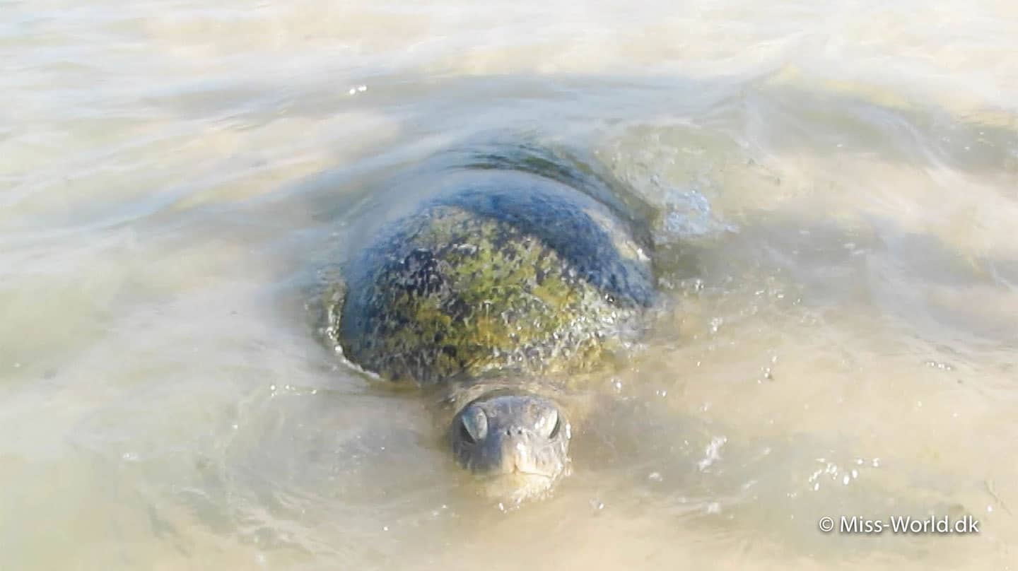 Hikkaduwa grøn havskildpadde