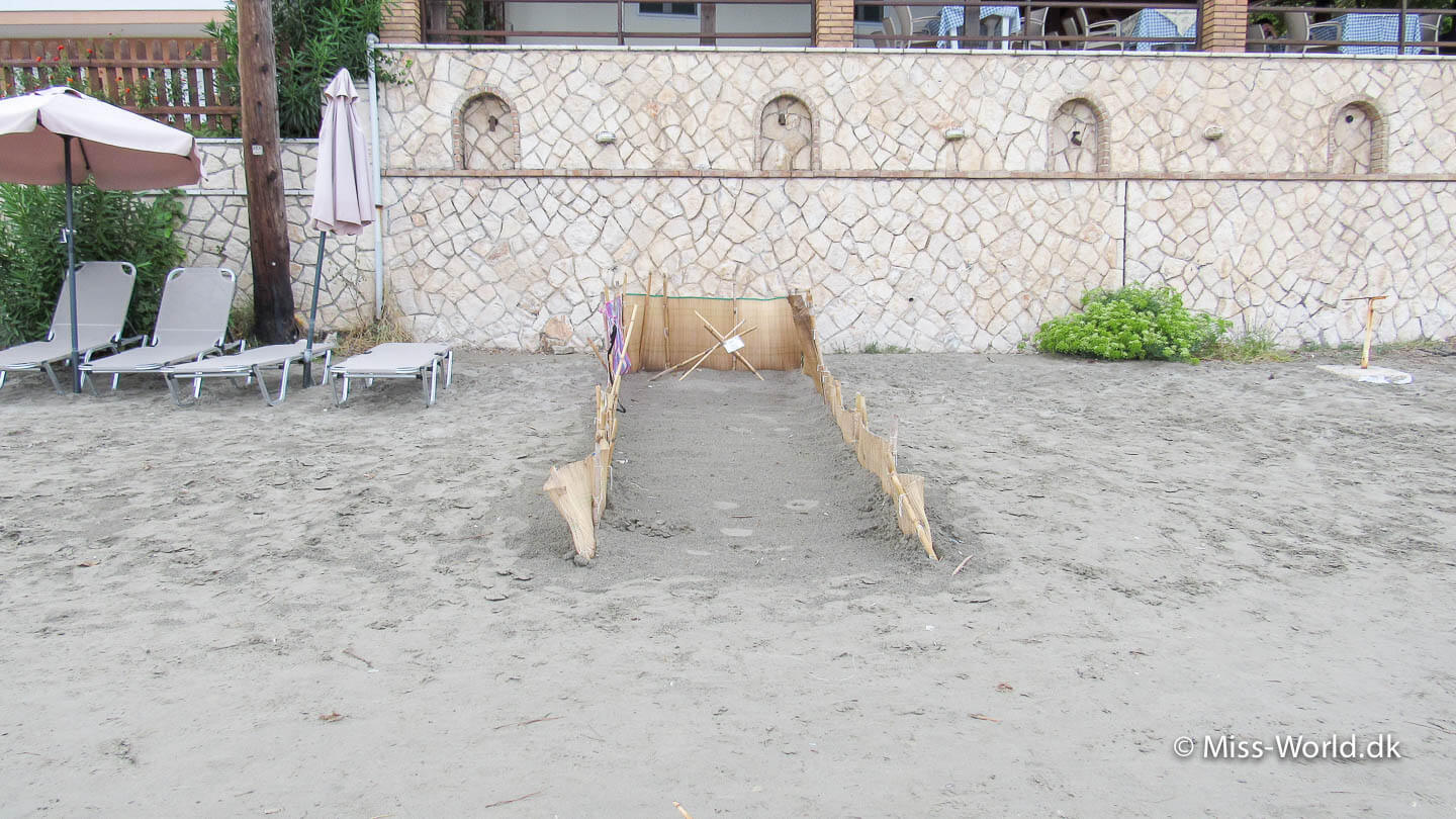 havskildpadde rede Zákynthos