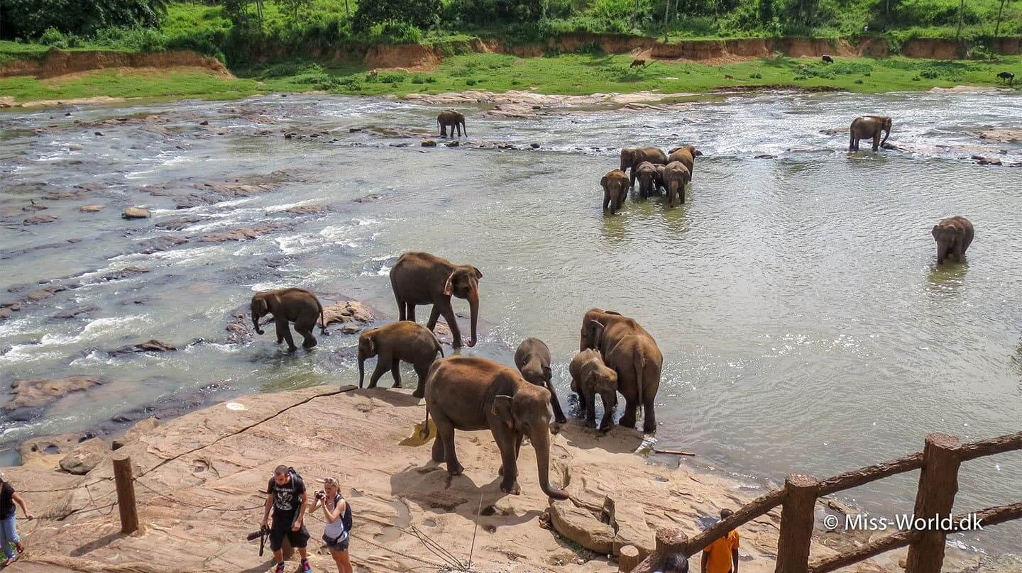 badende elefanter sri lanka