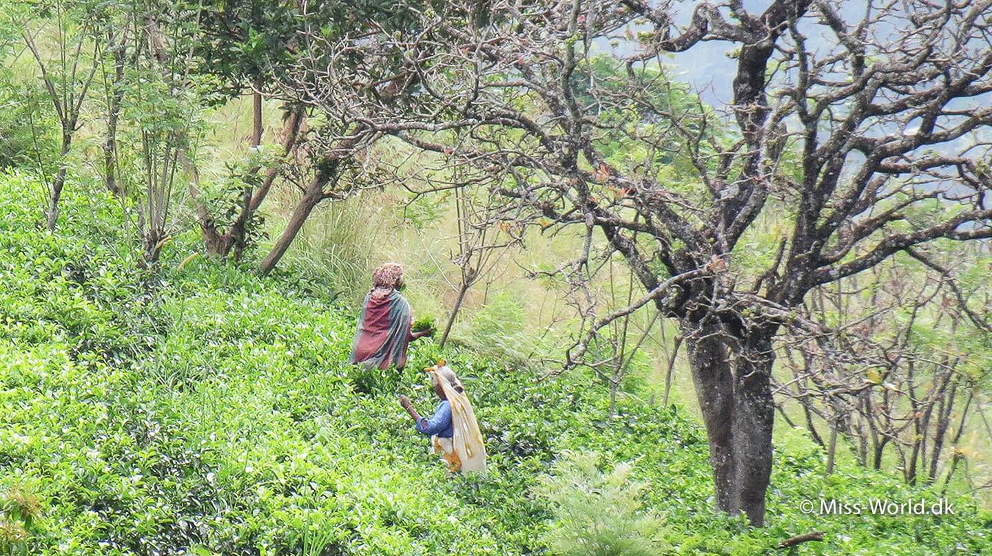Teplukkere i Sri Lanka