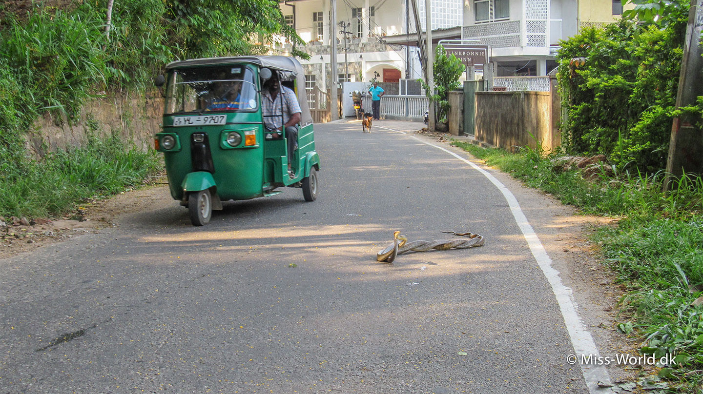 slanger i Sri Lanka