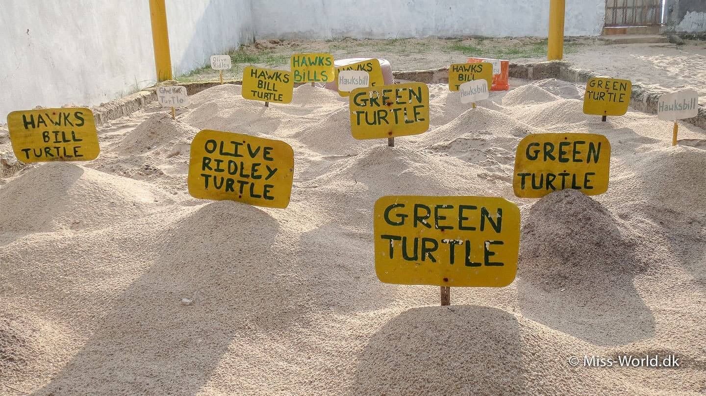 skildpaddeæg fra havskildpadde sri lanka