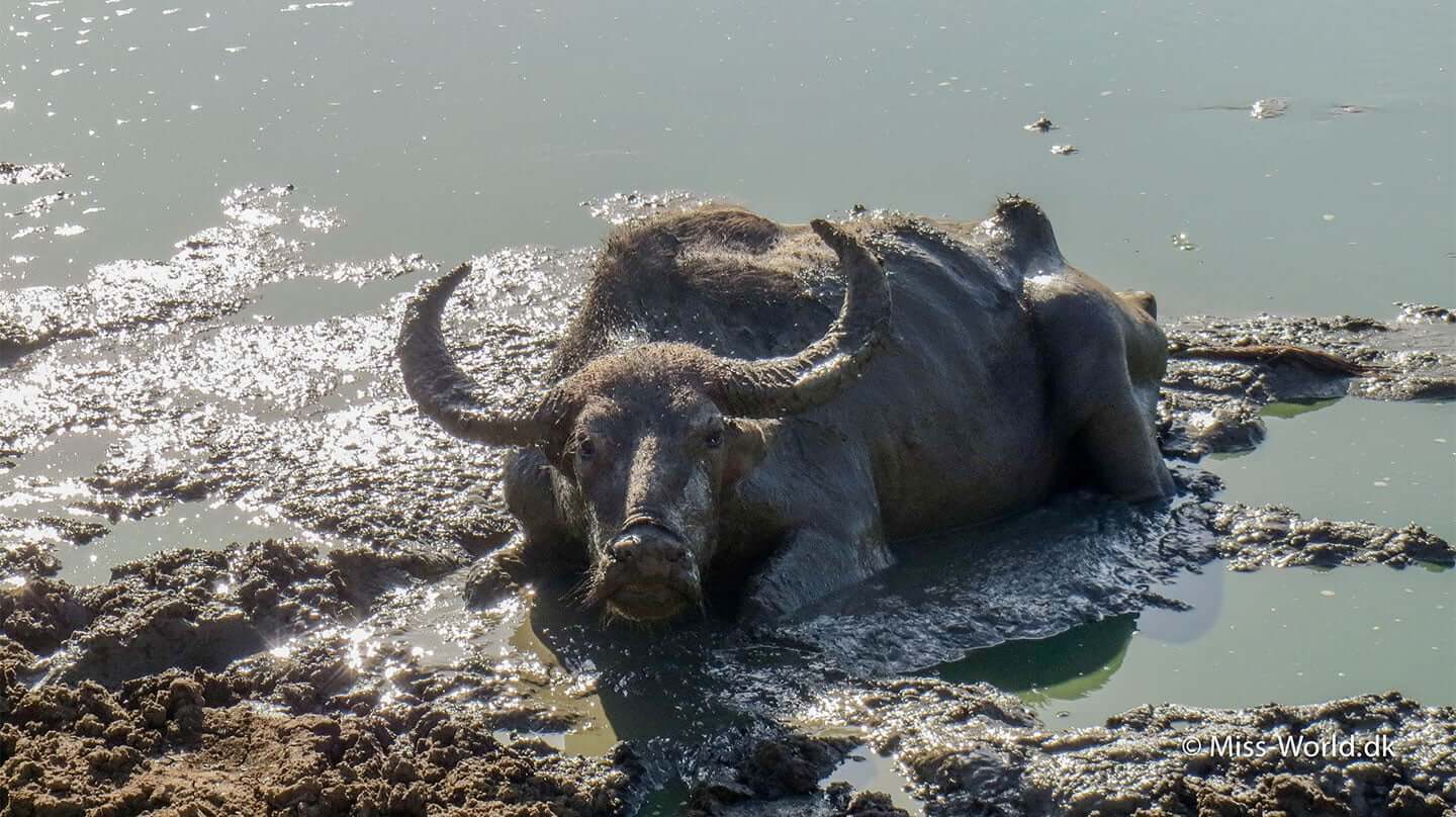 udawalawe sri lanka vandbøffel
